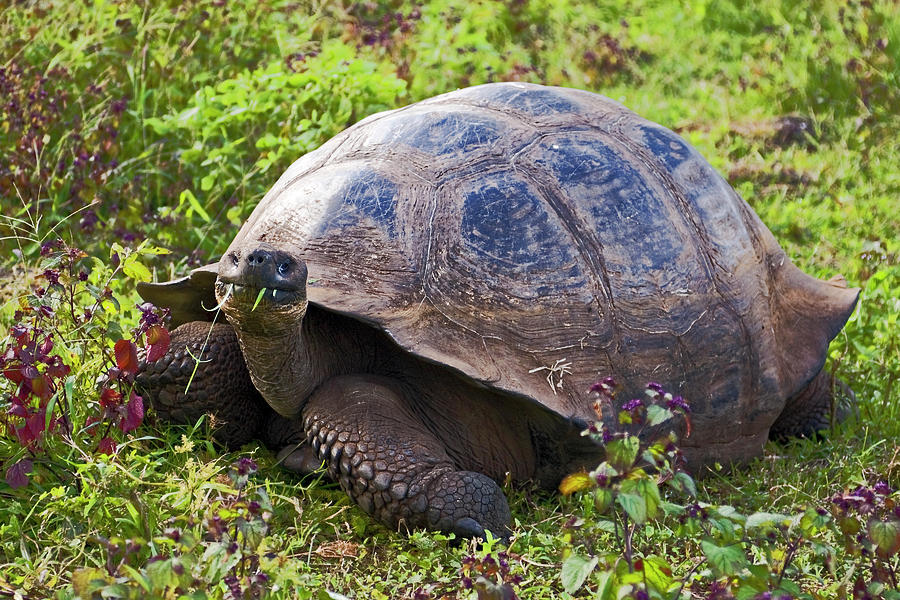 Galapagos Tortoise Munching #1 Photograph by Sally Weigand
