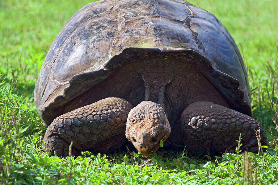 Galapagos Tortoise Portrait #1 Photograph by Sally Weigand
