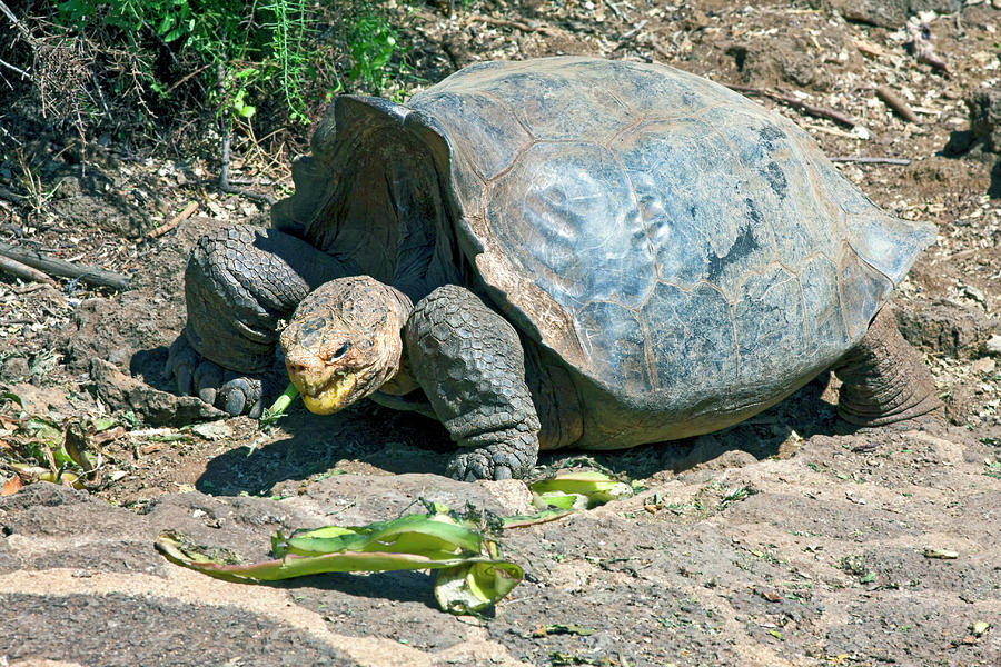 Galapagos Tortoise #1 Photograph by Sally Weigand