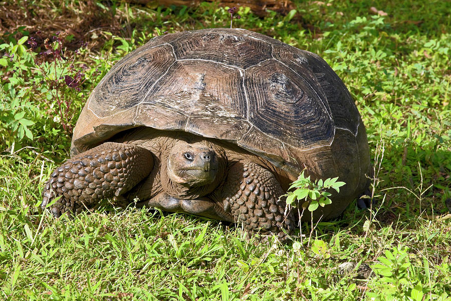 Galapagos Tortoise Strolling Photograph by Sally Weigand