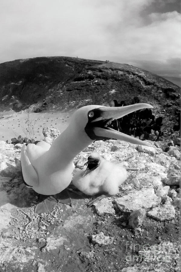 Galapagos_103-19 #1 Photograph by Craig Lovell
