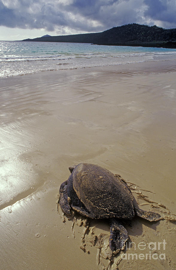 Galapagos_36-15 #1 Photograph by Craig Lovell