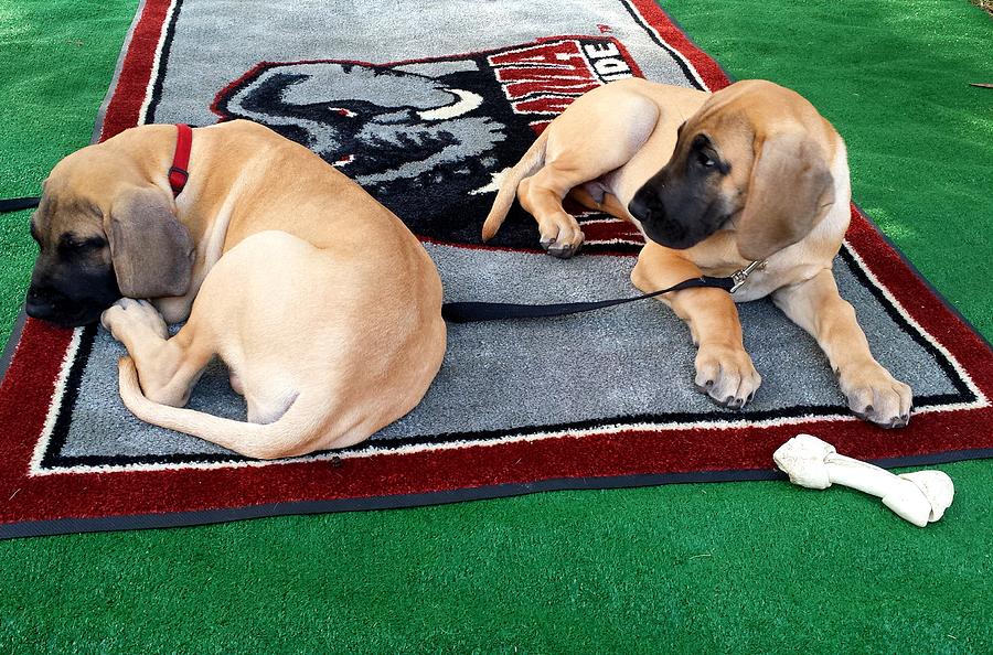 Gameday Great Dane Puppies #1 Photograph by Kenny Glover