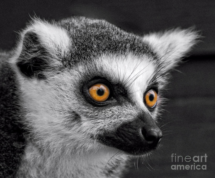 Ring-tailed Lemur Photograph