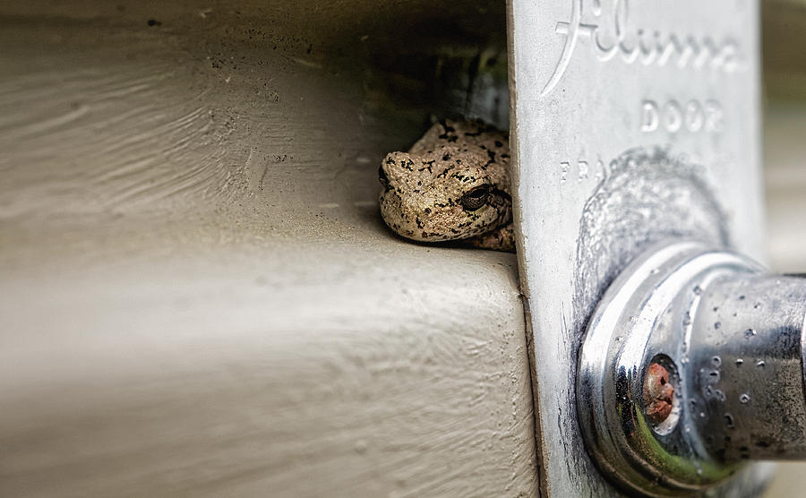 Garage Door Tree Frog Photograph by Lars Lentz
