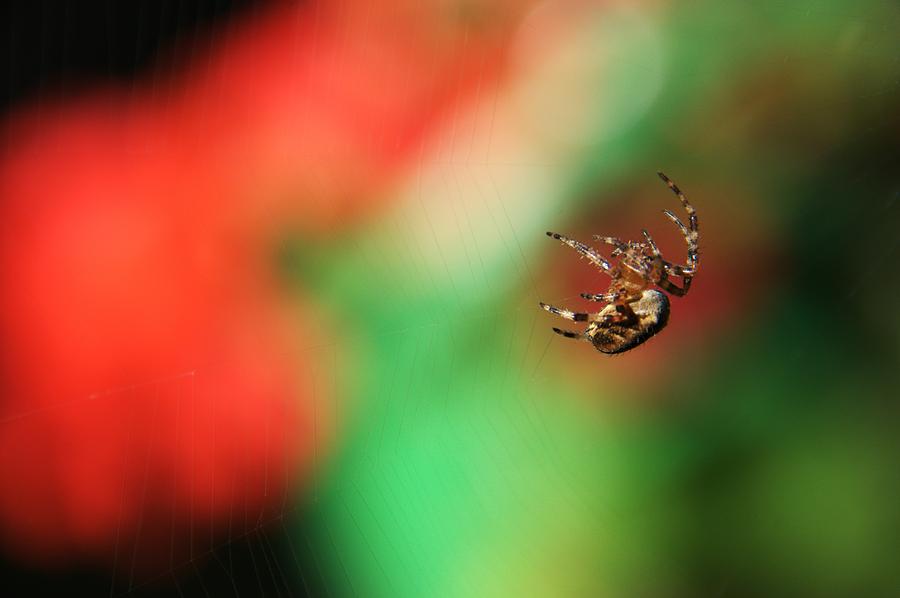 Garden Cross Spider #1 Photograph by Chris Day