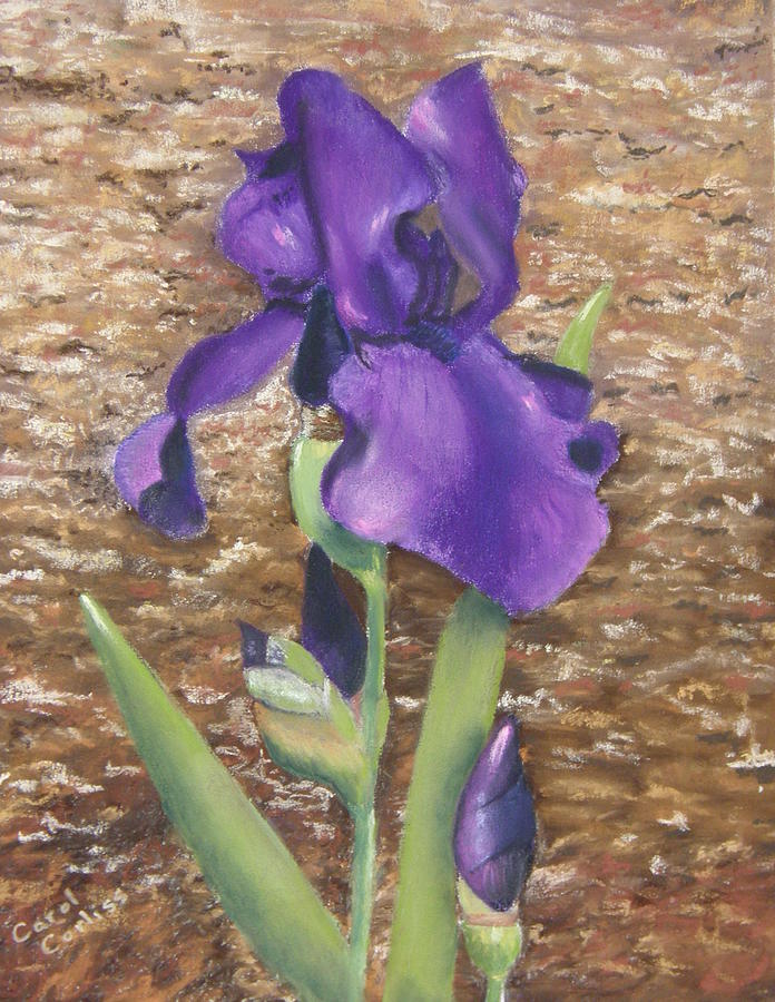 Garden Iris Pastel by Carol Corliss