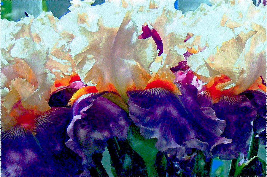 Garden Iris #1 Photograph by Margaret Hood