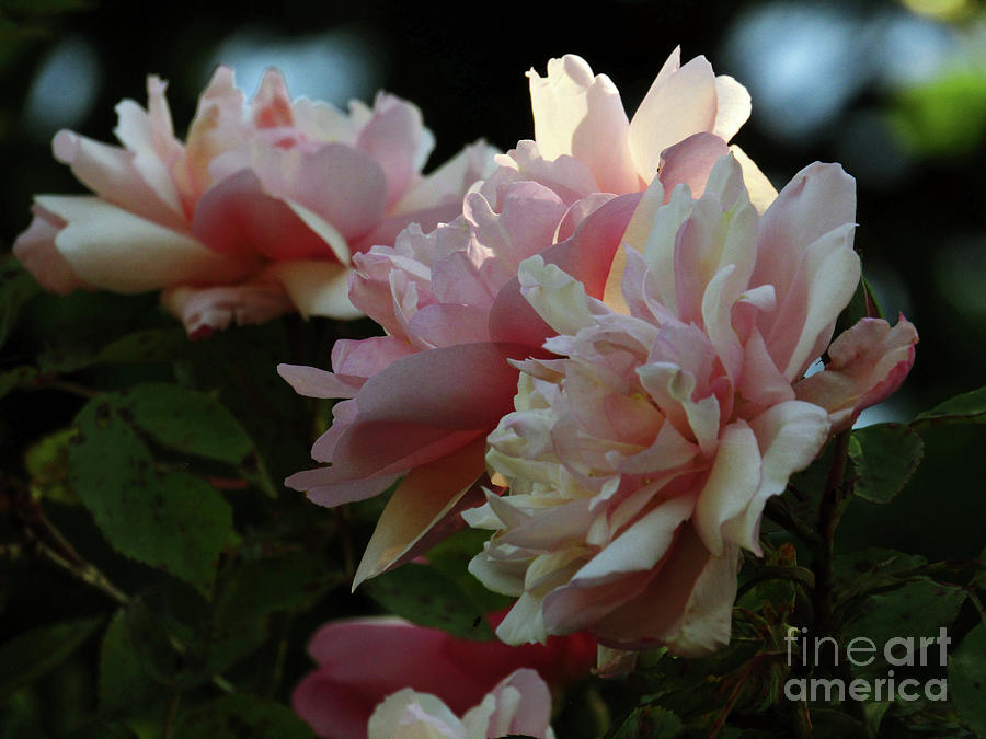 Garden Roses Photograph by Kim Tran
