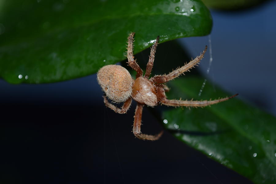Garden Spider #1 Photograph by Eric Johansen