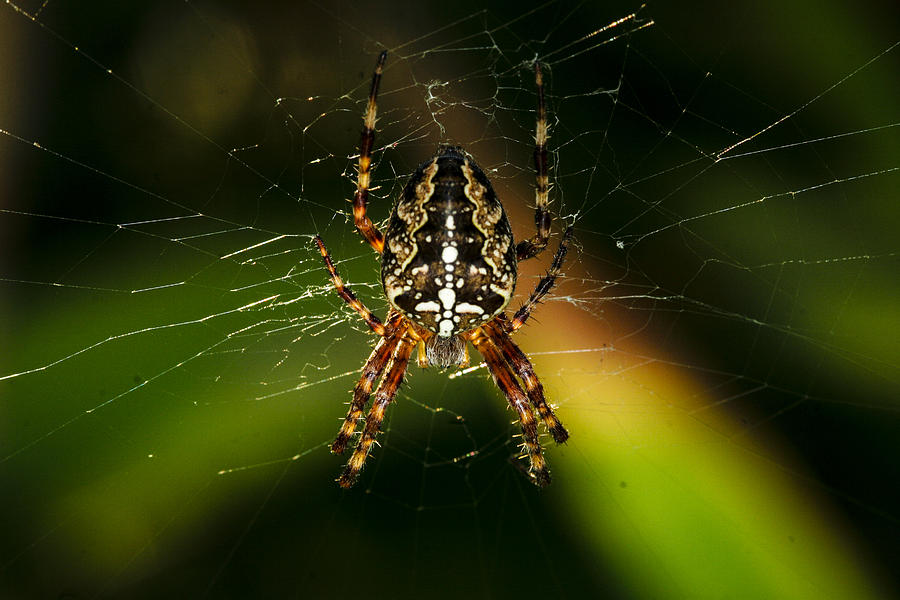 Garden Spider #1 Photograph by Jean Noren