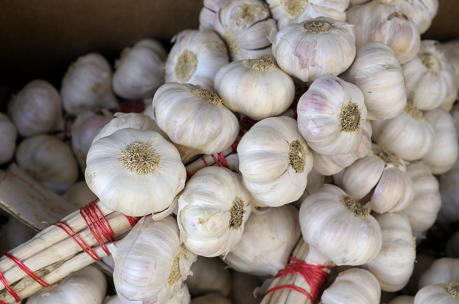 Garlic Photograph by Kevin Oke