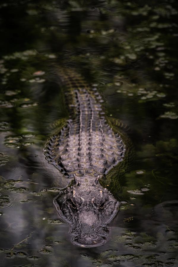 Gator approaching full Photograph by Framing Places