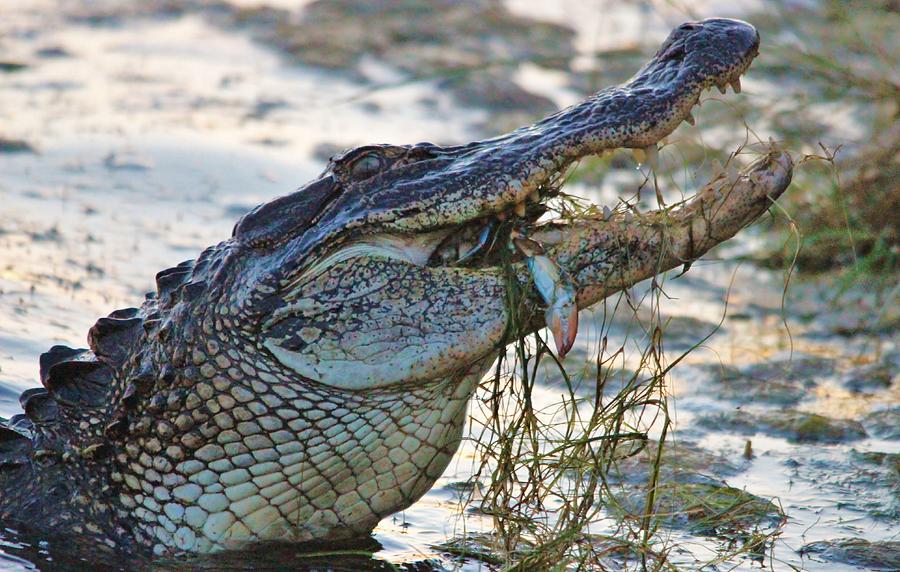 Gator catching a crab Photograph by Paulette Thomas - Fine Art America