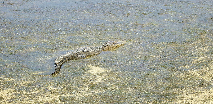 Alligator Photograph - Gator #1 by Cathy Harper