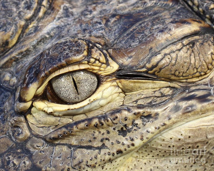 Gator Eye  #1 Photograph by Maureen J Haldeman