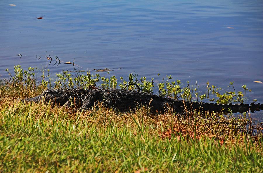 Gator in the Preserve #2 Photograph by Michiale Schneider