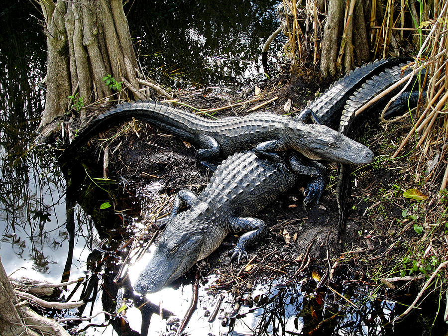 Gators #2 Photograph by Neil Pankler