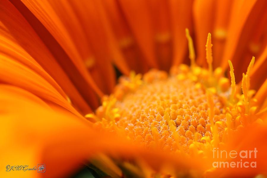 Gazania named New Day Clear Orange #3 Photograph by J McCombie