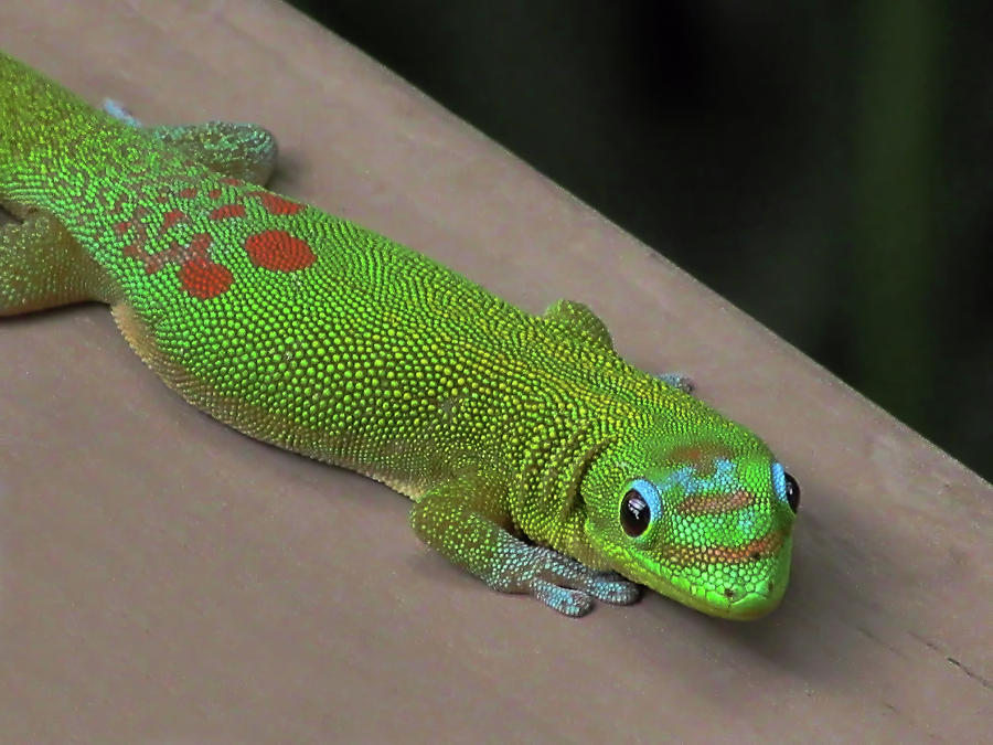 Gecko Up Close #2 Photograph by Pamela Walton