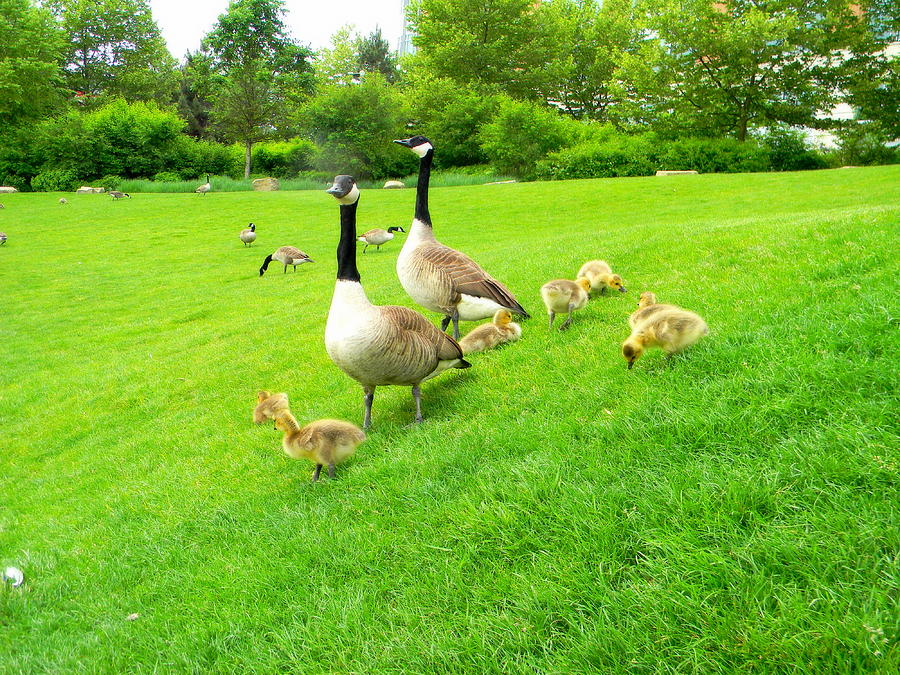 Geese Family #2 Photograph by Len-Stanley Yesh