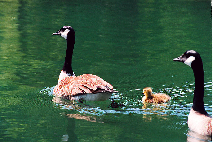 Geese Family #1 Photograph by Paul  Trunk