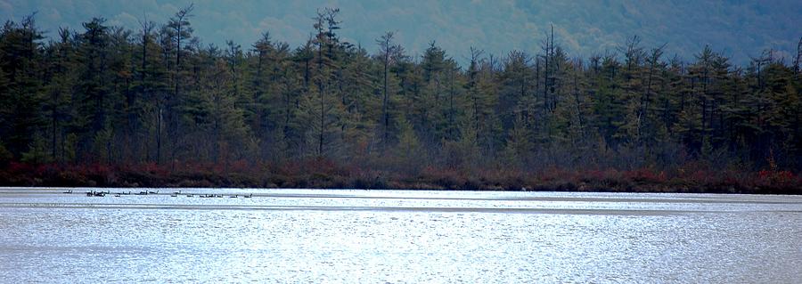 Geese on Labrador Pond #1 Photograph by David Lane