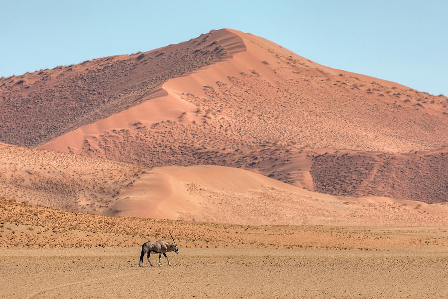 Gemsbok - Namibia #1 Photograph by Joana Kruse