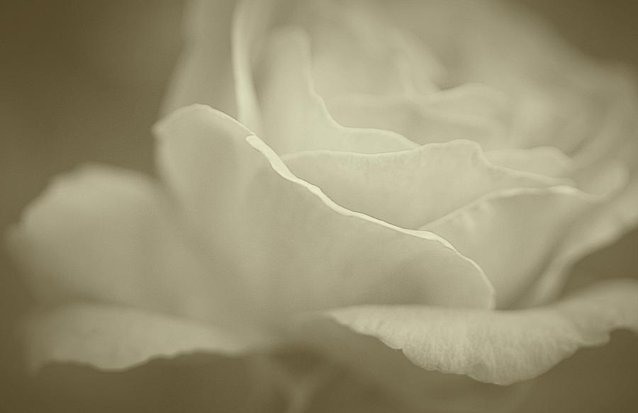 Gentle Rose #1 Photograph by The Art Of Marilyn Ridoutt-Greene
