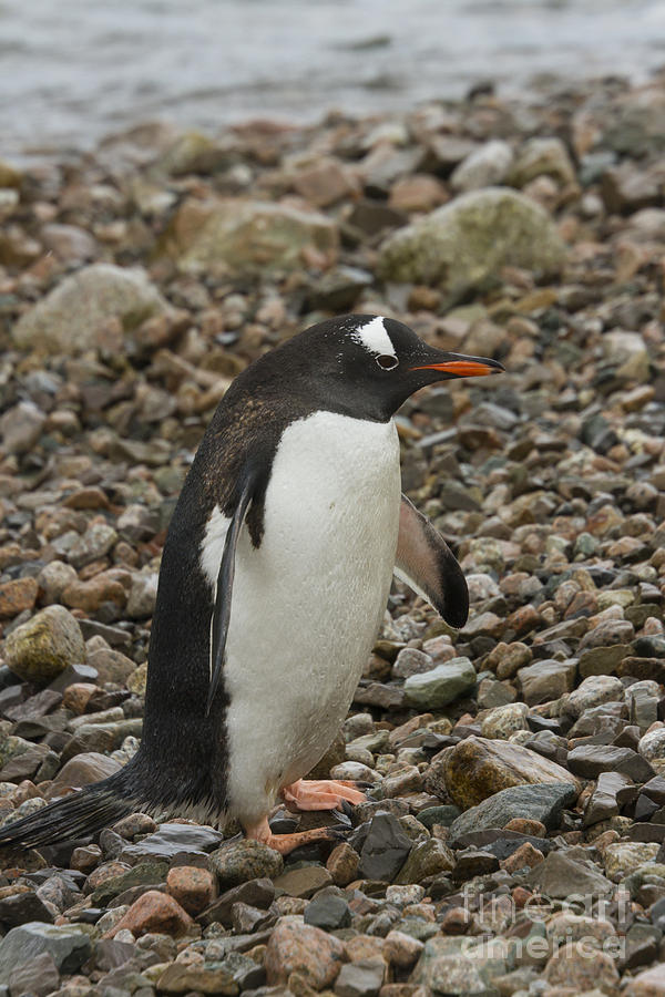 Gentoo penguin on shore #1 Photograph by Karen Foley