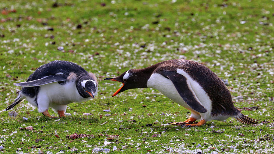 Gentoo Penguins Falkland Islands #1 Photograph by Paul James Bannerman