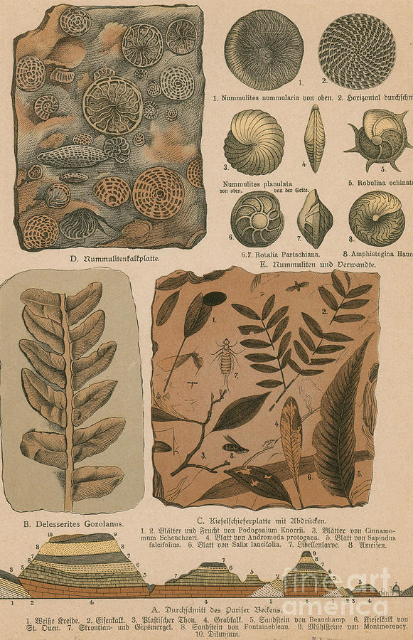 Geology And Paleontology, 1886 #2 Photograph by Science Source