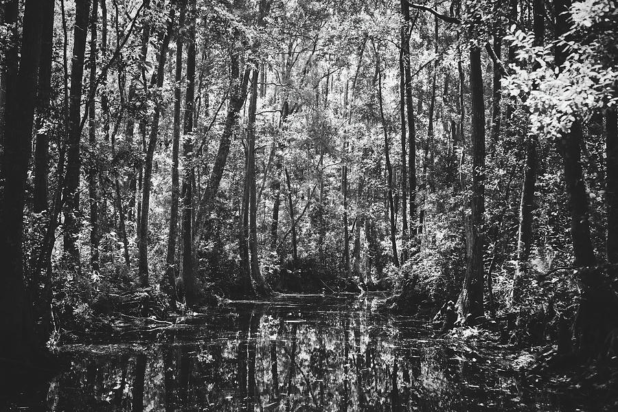 Georgias Okefenokee Swamp #1 Photograph by Mountain Dreams
