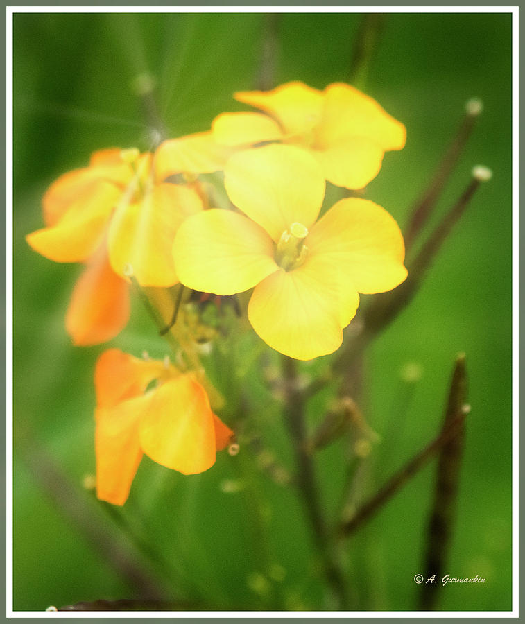 Geranium Flowers #1 Photograph by A Macarthur Gurmankin