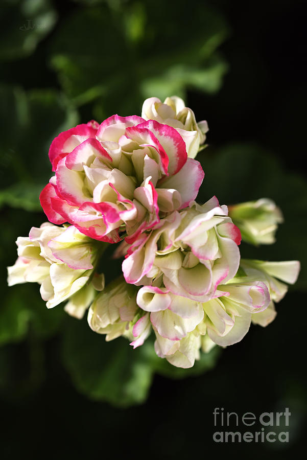 Nature Photograph - Geranium Flowers #2 by Joy Watson