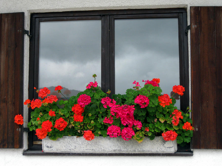 Geranium window #1 Photograph by Sarah Hornsby