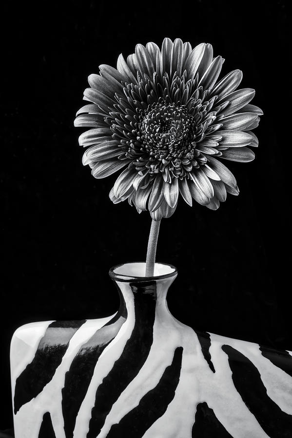 Gerbera Daisy In Black And White #1 Photograph by Garry Gay