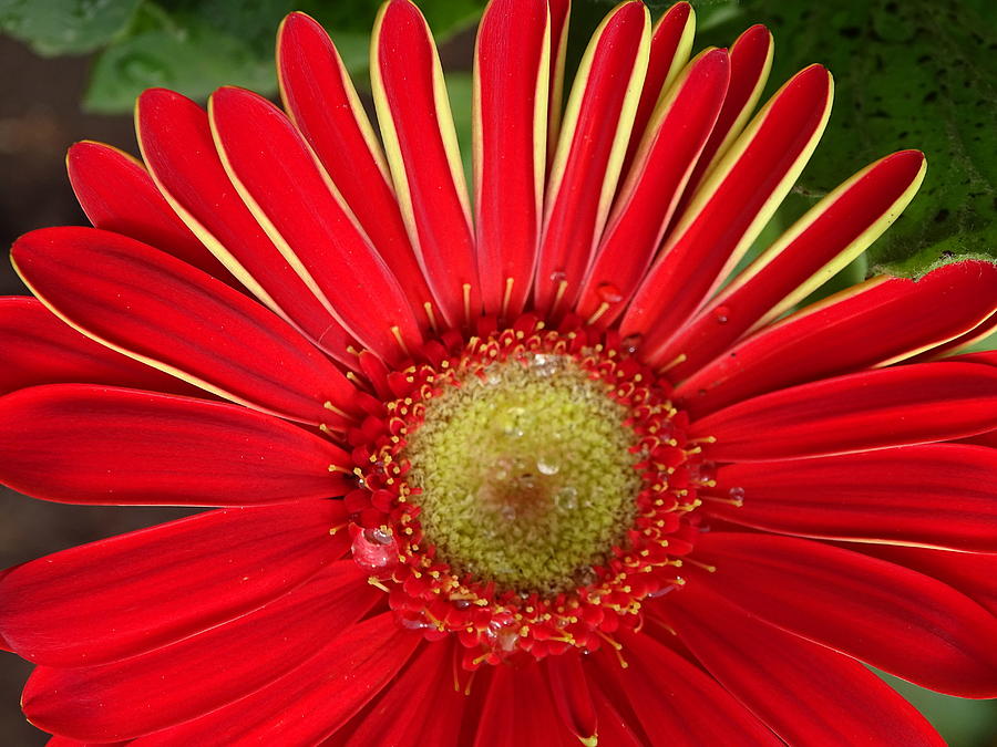 Flower Photograph - Gerbera Daisy by Mary Halpin