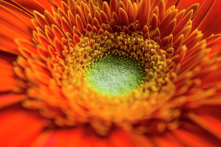 Gerbera Photograph - Gerbera by Konstantin Bibikov Gerbera Photograph - Gerbera by Konstantin Bibikov