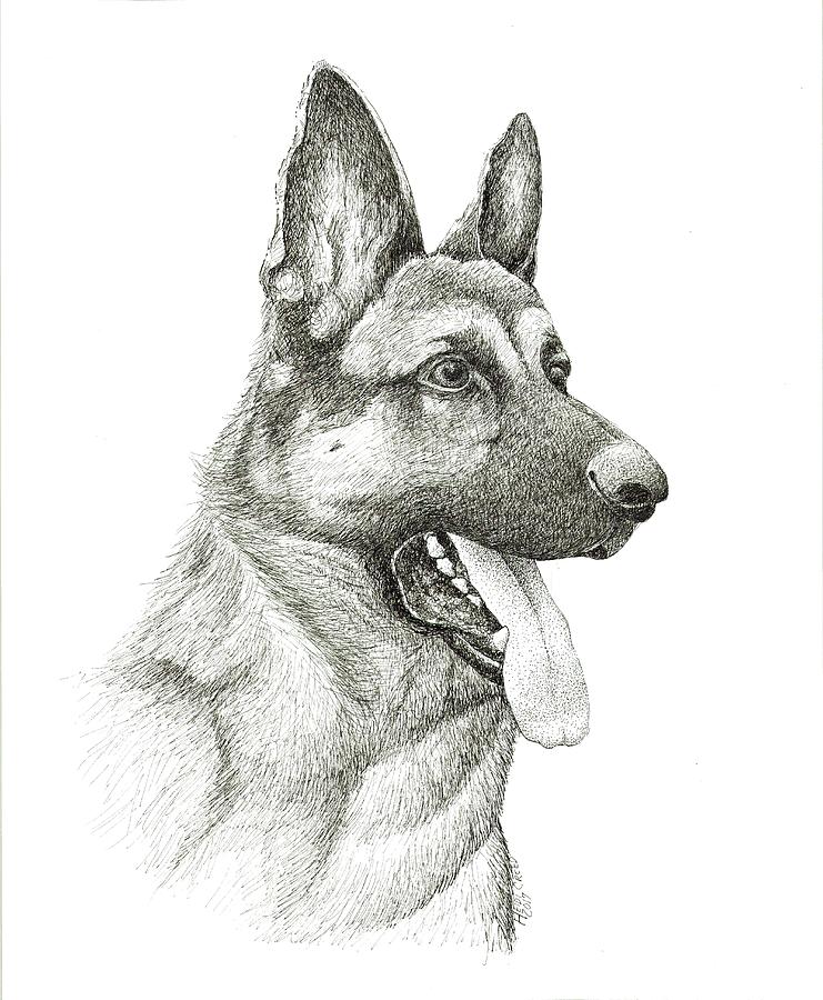 German Shephard Drawing by Heidi Creed - Fine Art America