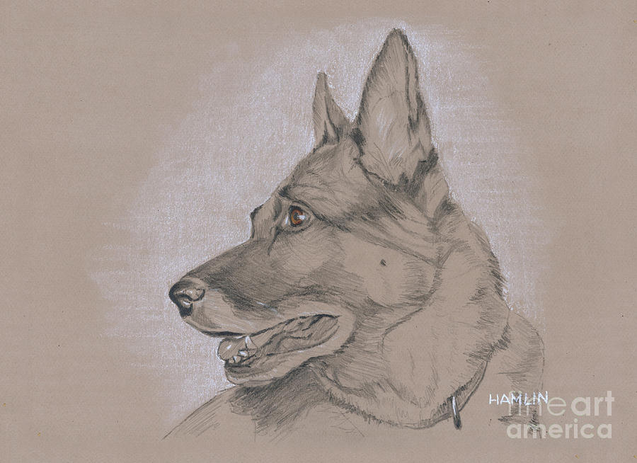 German Shepherd - Kyra #1 Drawing by Steve Hamlin