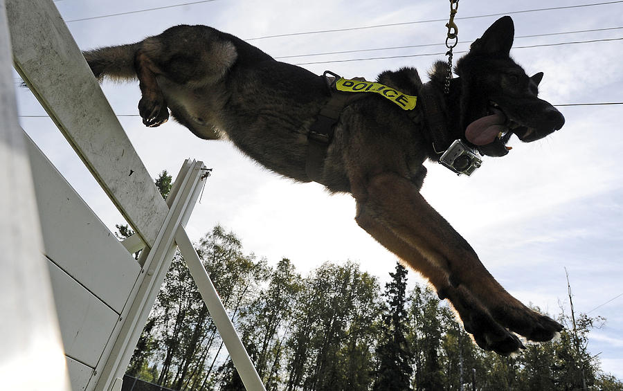 german-shepherd-police-dog-1-photograph-by-adam-shaw-fine-art-america