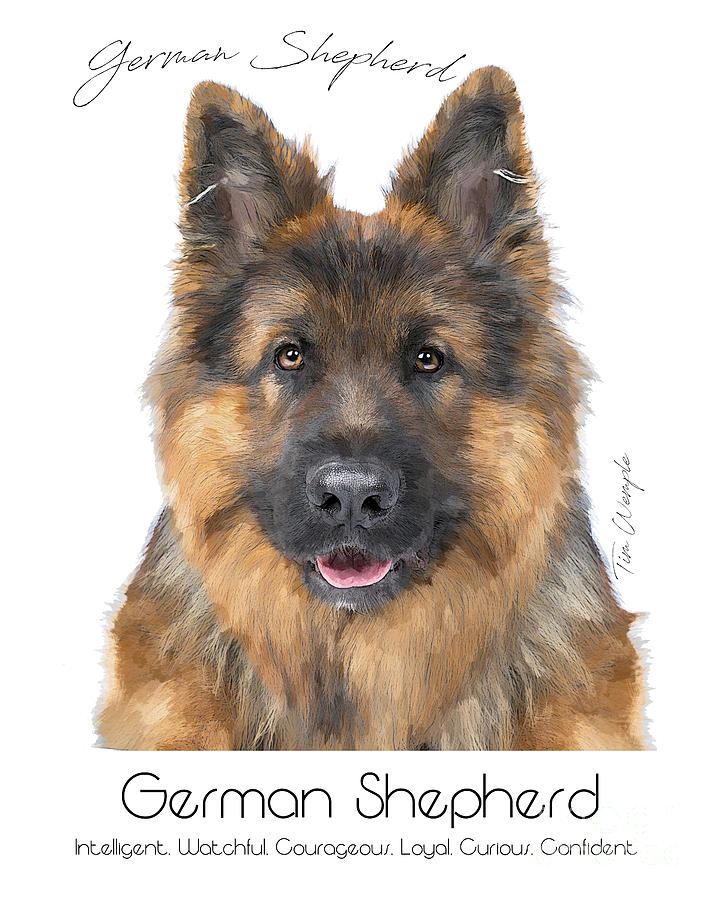 German Shepherd Poster #1 Digital Art by Tim Wemple