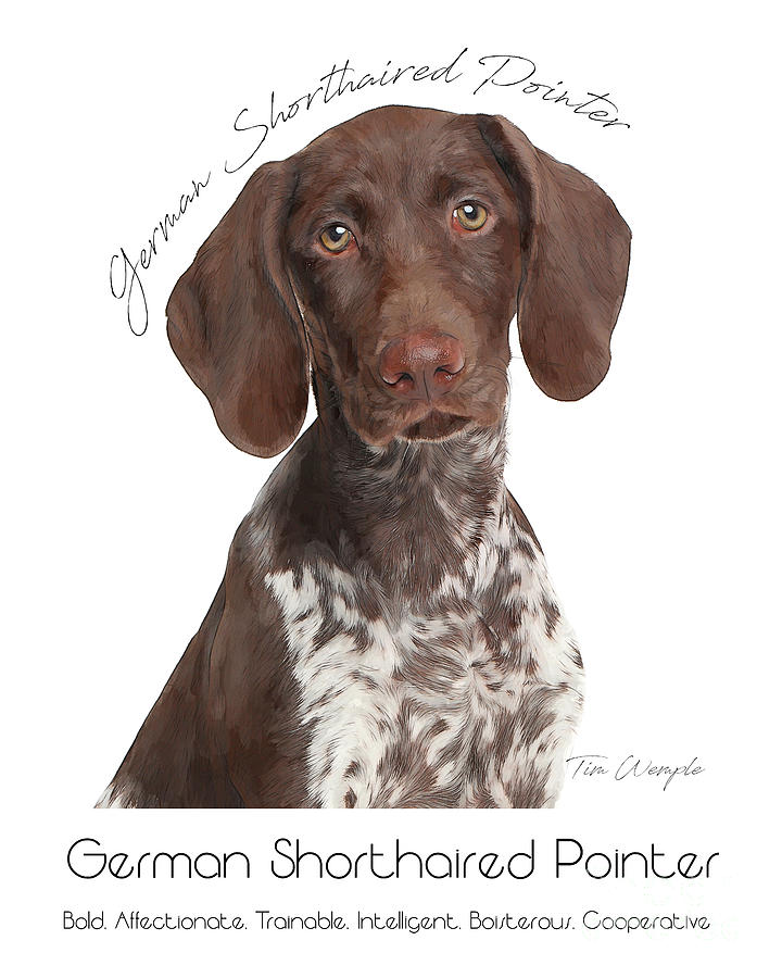 German Shorthaired Pointer Poster #1 Digital Art by Tim Wemple