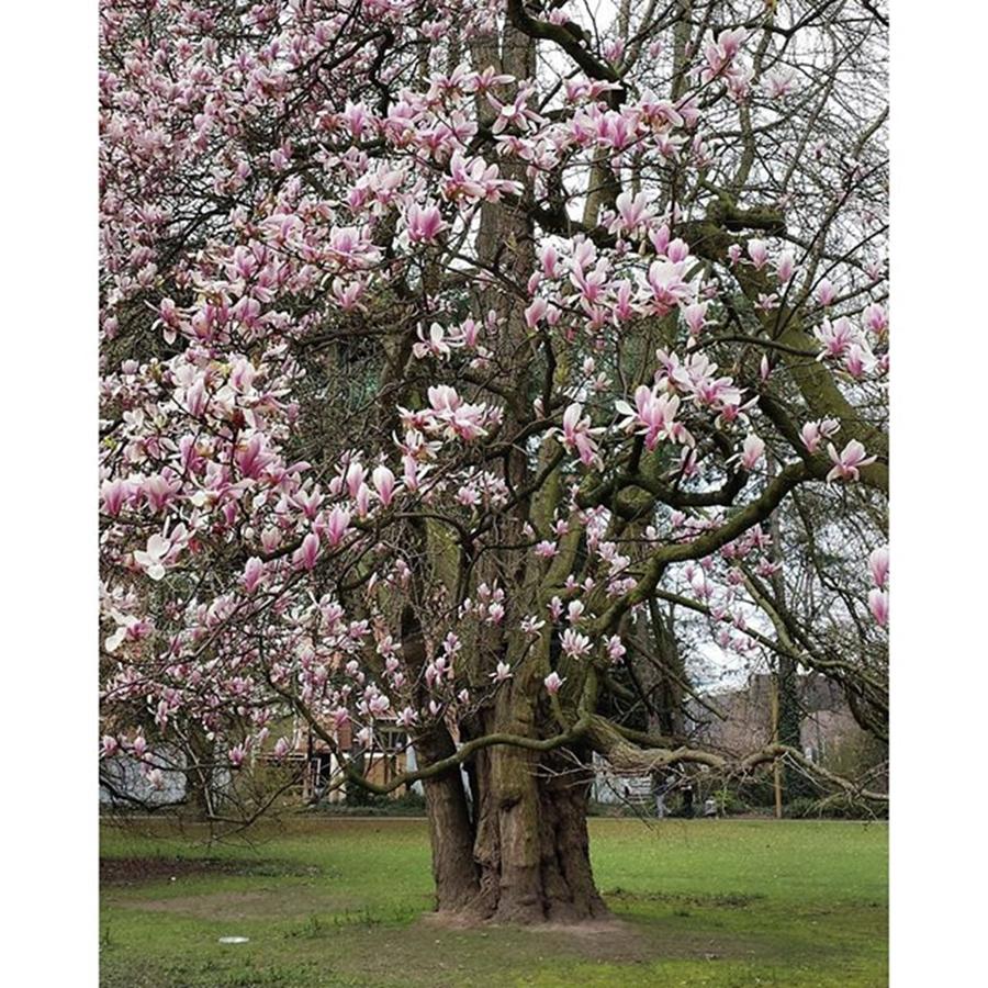 Magnolia Movie Photograph - #germany #düsseldorf #nofilter #nature #1 by Victoria Key