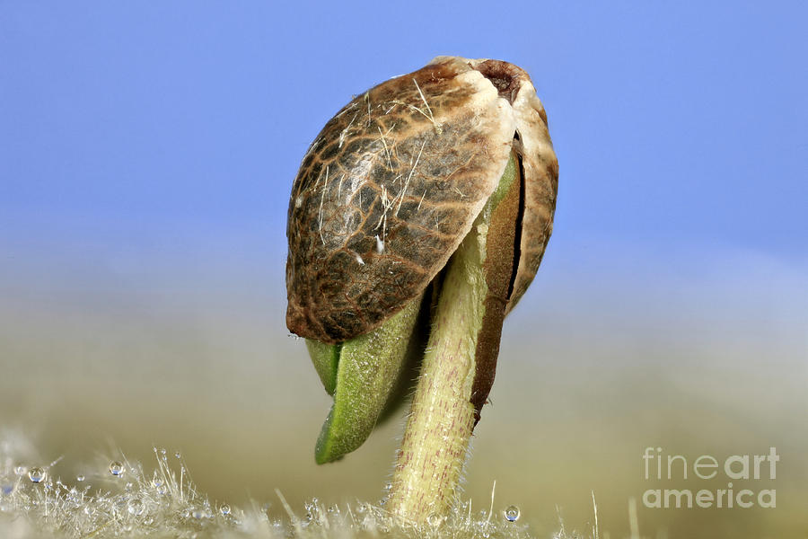 Germinating Marijuana Seed, Cannabis #1 Photograph by Ted Kinsman