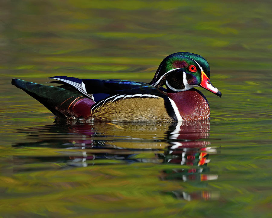 Duck Photograph - Get Ready #2 by Tony Beck