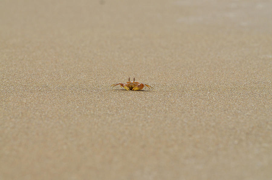 Nature Photograph - Ghost Crab on the Beach #1 by Richard Espenant