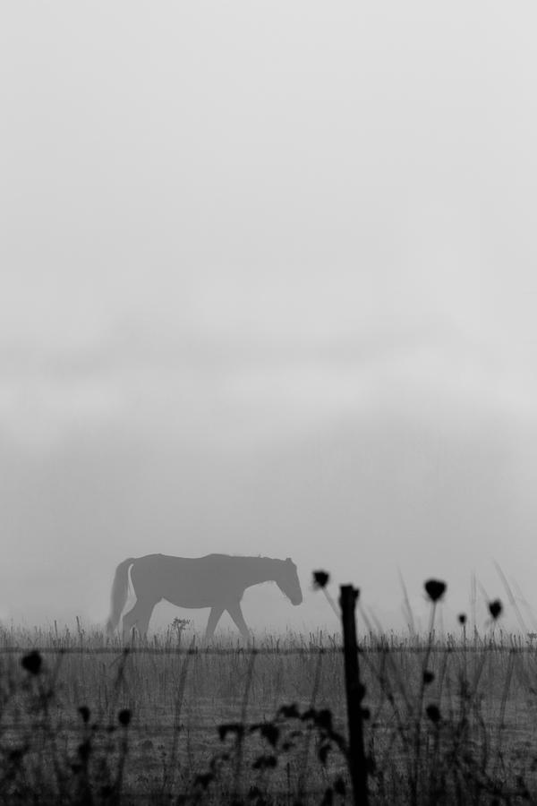 Horse Photograph - Ghost Horse #1 by Rebecca Cozart