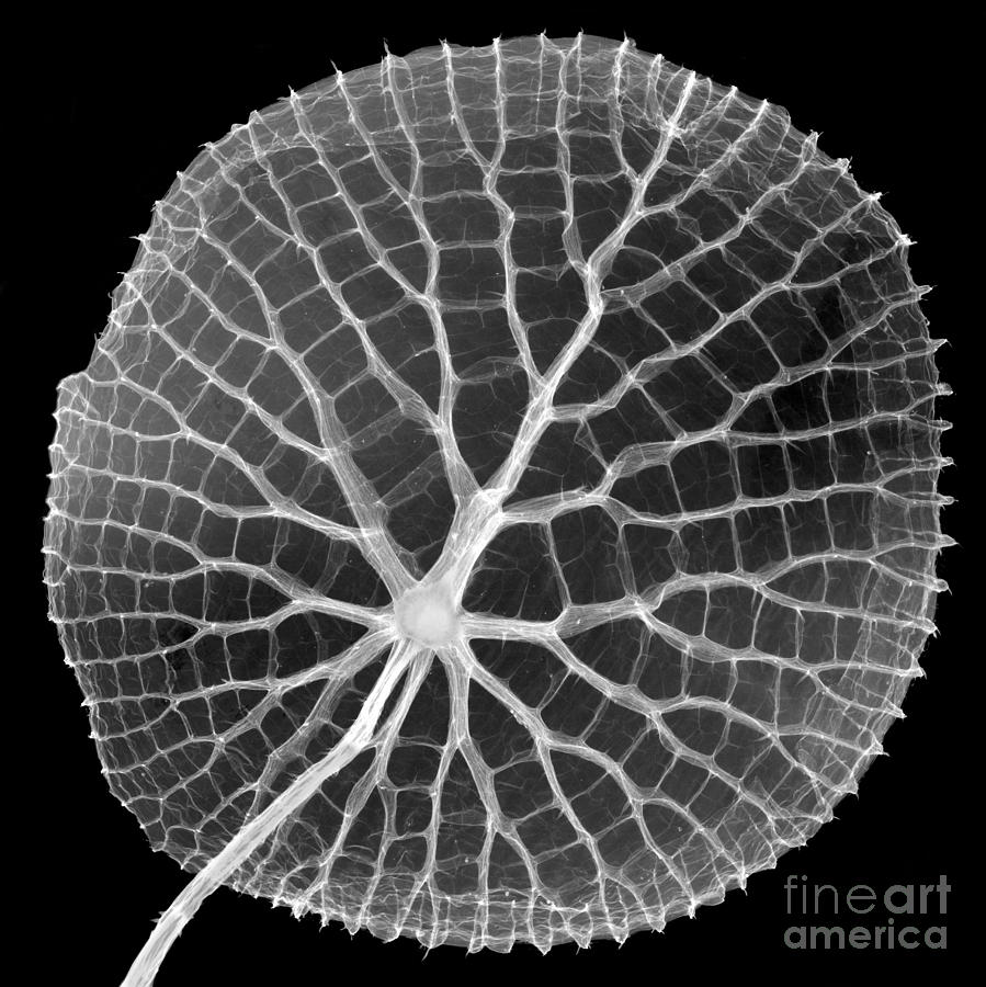 Giant Amazon Water Lily, X-ray #1 Photograph by Ted Kinsman